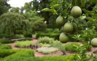 Gardens- Ashland, The Henry Clay Estate