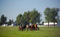 Horses at Calumet Farm