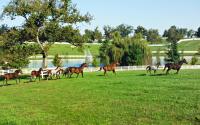 Horses at Donamire Farm