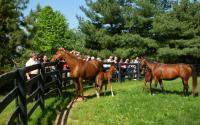Horse Farm Tour