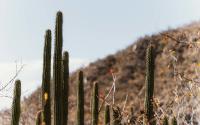 Cactus Desert.jpg