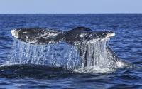 Cola-Ballena-gallery