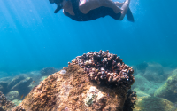 Snorkeling-1-gallery