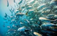 scuba cabo pulmo 2