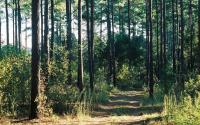 Bartram Forest