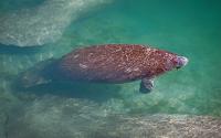Manatees at Port