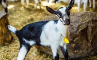 Goat on farm