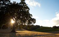 Oak-Tree-and-Hills-in-Paso_0