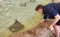 A young man reaches down to feed a stingray at Sedgwick County Zoo's Stingray Cove