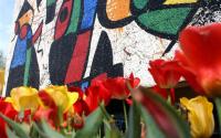 WSU Ulrich Museum Miro Tulips