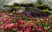 Botanica Butterfly House