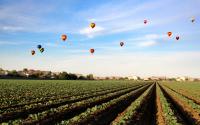 Farm field hot air balloons above