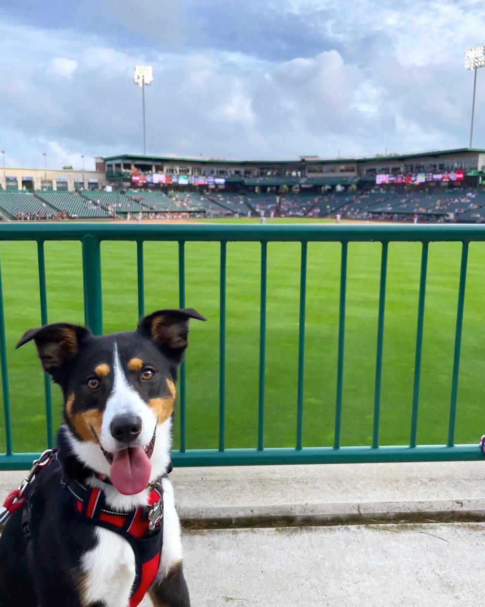 Dog at a TinCaps baseball game in downtown fort wayne