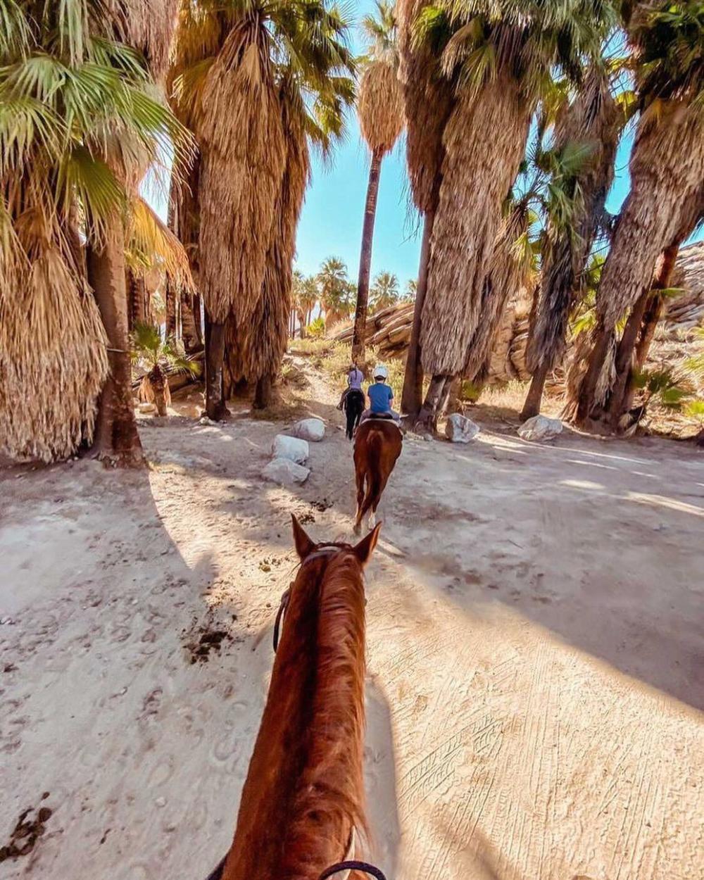 smoke tree stable indian canyons