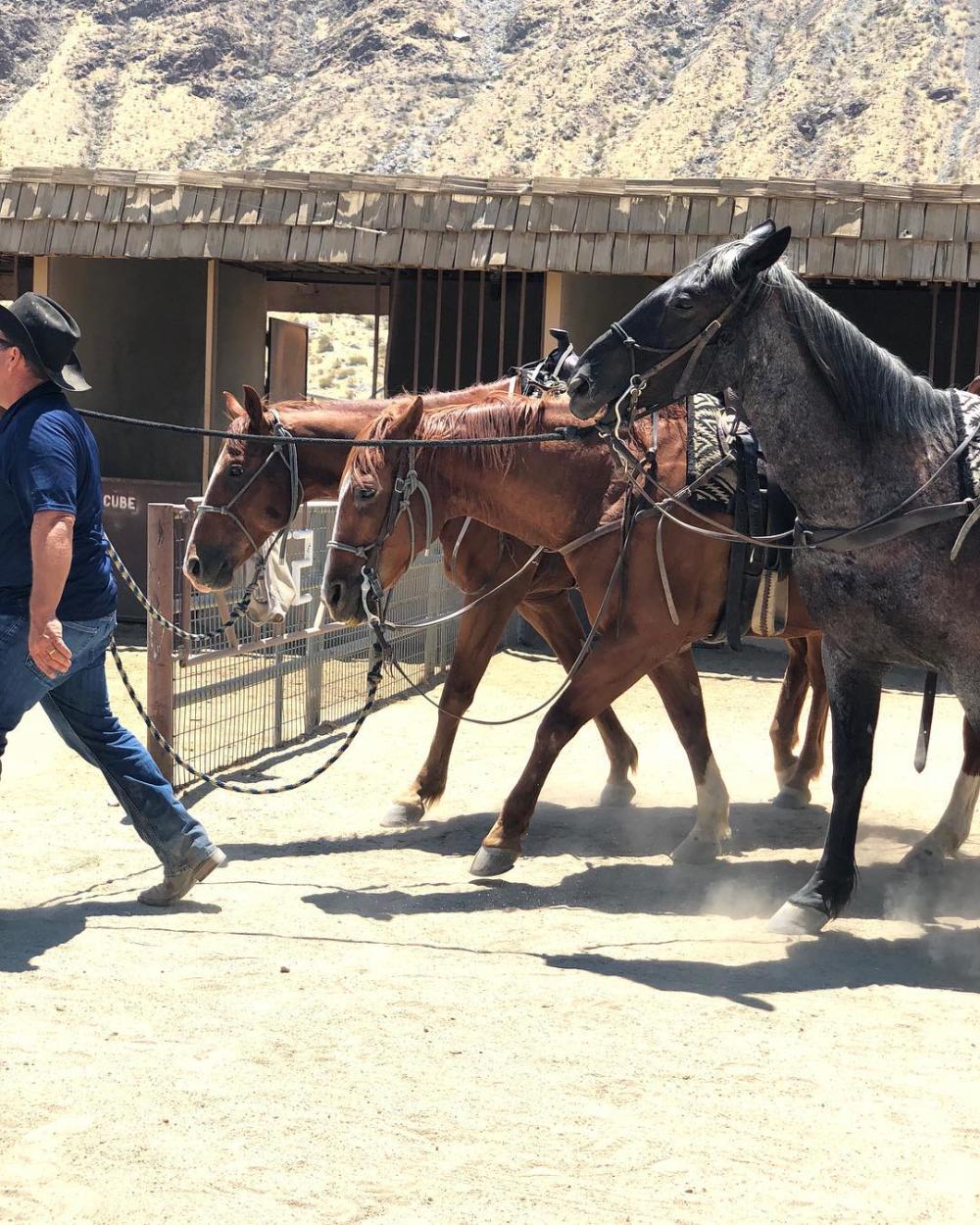 smoke tree stables horses