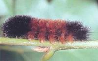 Woolly Bear