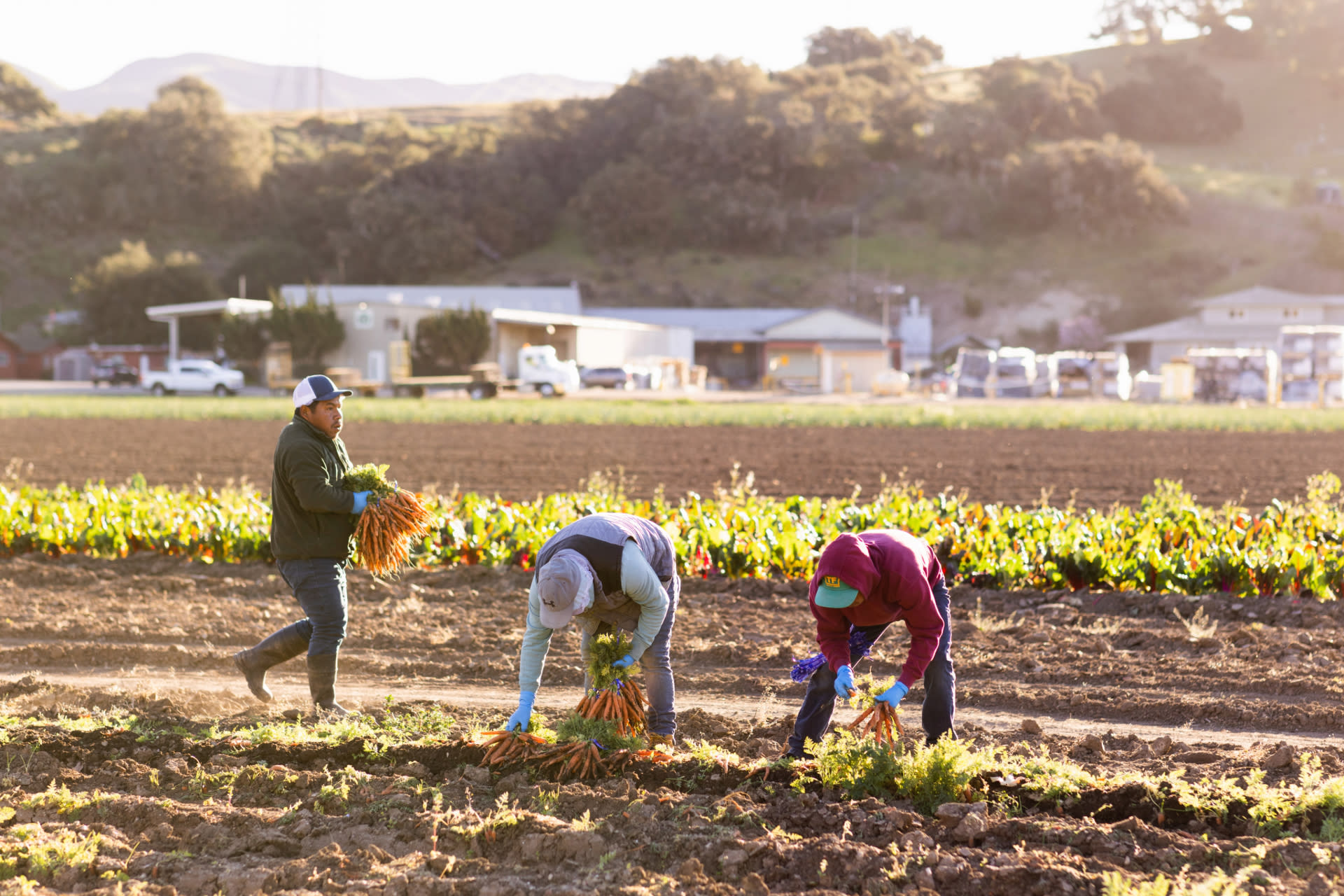 Three farmers in a field harvesting bundles of carrots