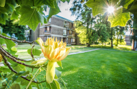 Bright yellow flower in foreground with green grass & trees behind surrounding a building. A bright dot of sunshine to the right