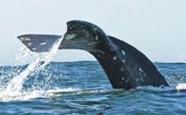 Whale-watching-OCVA