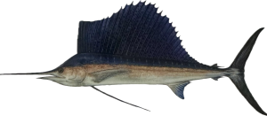 sailfish