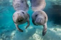 Two manatees are pictured in the clear and pristine water of Blue Spring State Park.