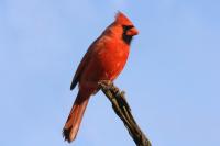 Cardinal