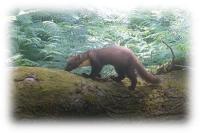 Wild New Forest - Picture 2 - Pine Marten
