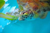 Sea-Turtle-Inc-South-Padre-940x626