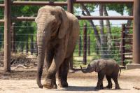 A baby African Elephant calf walks next to its mother at the Sedgwick County Zoo.