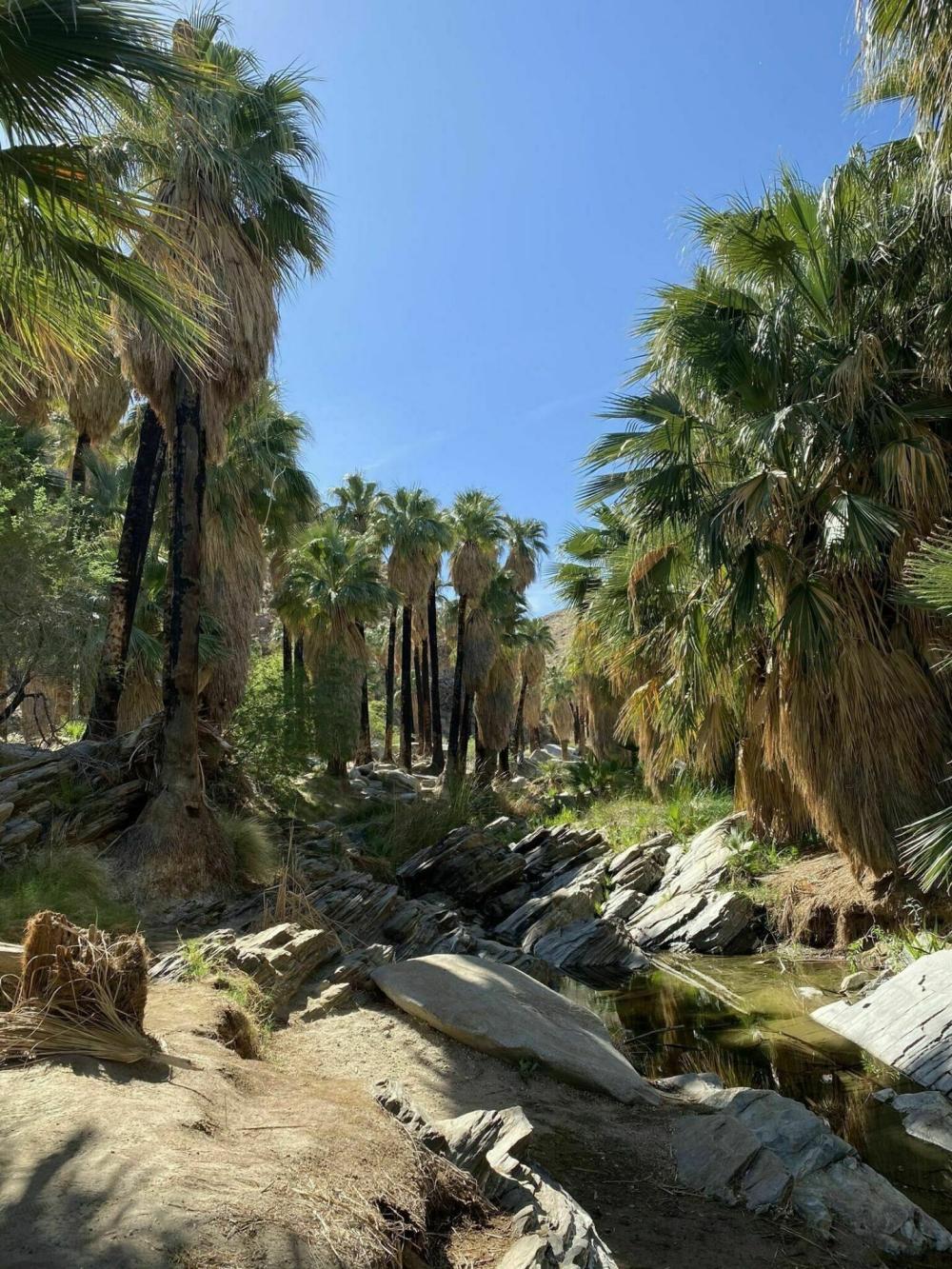 Palm Canyon Trail