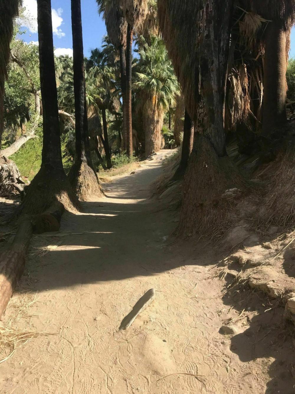 Hiking trail in Palm Canyon