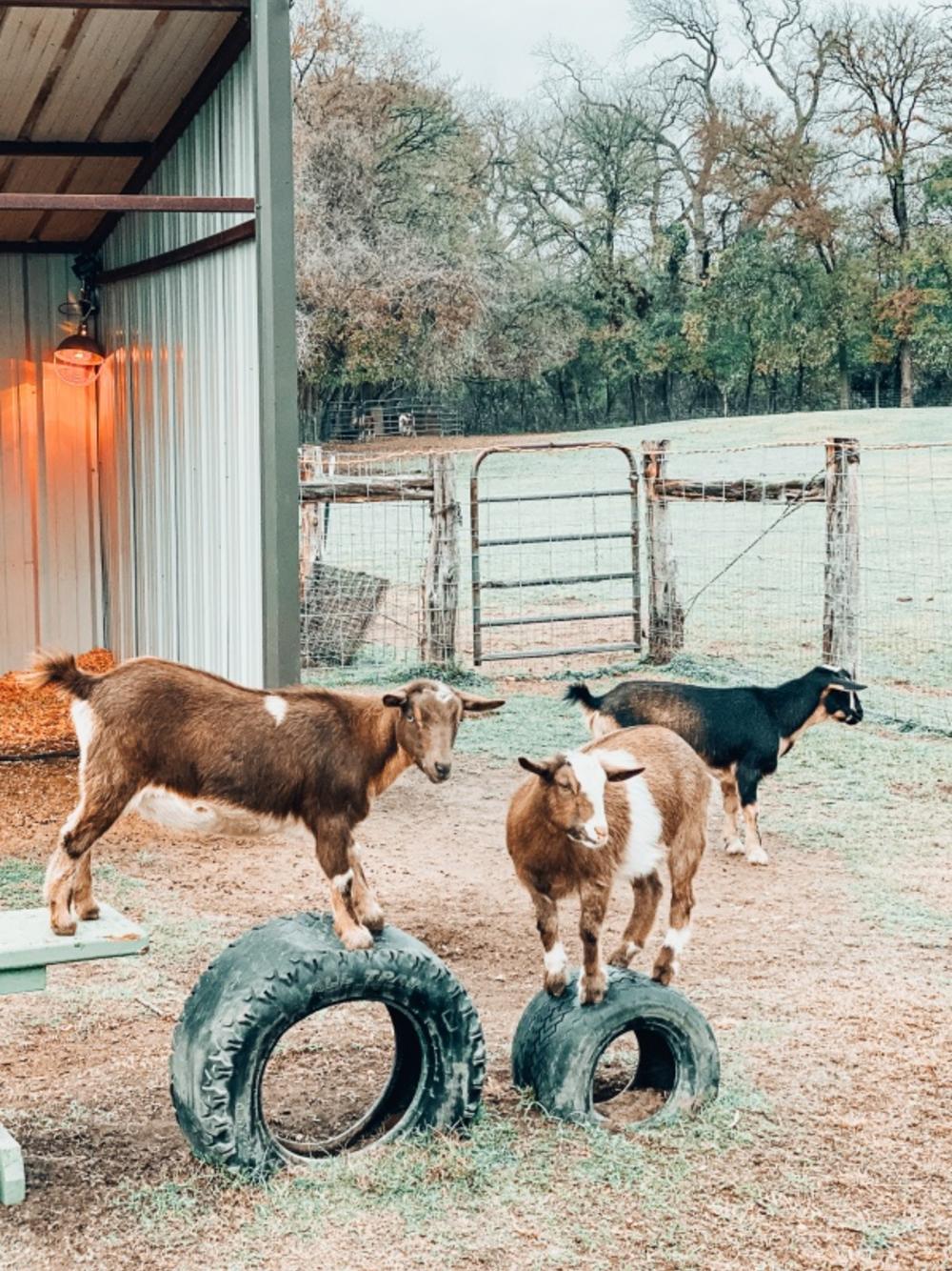 Two goats standing on tires in a barn