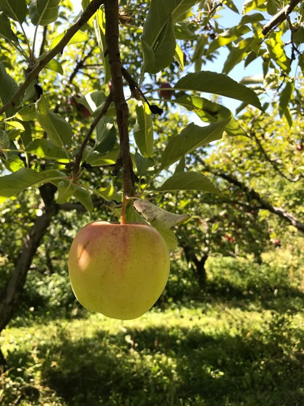 apple cook's orchard