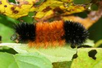 Woolly Bear