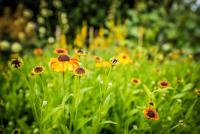 Flowers in a College Garden