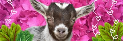 Valentine's Special Sweetheart market - little goat
