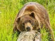 Alaska Wildlife Conservation Center Brown Bear