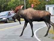 Bull Moose Crossing