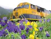 The Alaska Railroad passes by wildflowers.