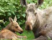 Anchorage moose and wildlife viewing tours