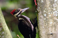 Woodpecker at Dorris Ranch by Willamalane