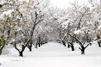 Hazelnut Trees in the Snow