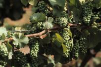 Pinot Grapes in the Vineyard