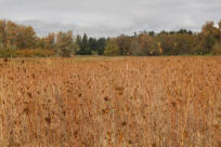 Elijah Bristow State Park in Autumn