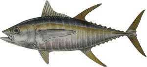Tuna