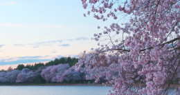 Cherry Blossom Tour Screenshot