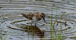 New to Birding? Tips On How to Start
