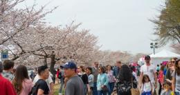 Tidal Basin Welcom Area - Cherry Blossom Festival