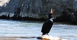 Great Falls: Birding
