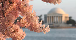 Cherry Blossom Festival - Jefferson Memorial - DC